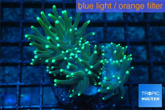 Euphyllia glabrescens gold & yellow tip 6-9 cm WYSIWYG acclimaté