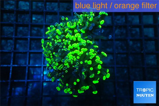 Euphyllia paraancora toxic green 5-8 cm WYSIWYG acclimaté