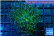 Euphyllia glabrescens hell fire 4-7 cm WYSIWYG acclimaté