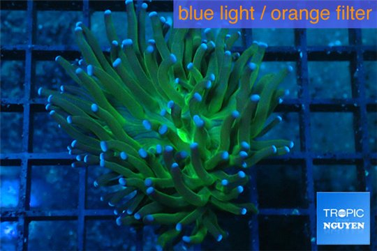 Euphyllia glabrescens hell fire 4-7 cm WYSIWYG acclimaté