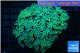 Tubipora musica neon green 8-12 cm WYSIWYG acclimaté