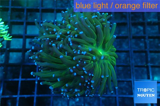 Euphyllia glabrescens gold & yellow tip 6-9 cm WYSIWYG acclimaté