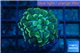 Euphyllia paraancora golden 1 polyp WYSIWYG acclimaté
