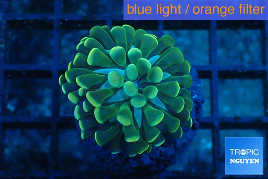 Euphyllia paraancora golden 1 polyp WYSIWYG acclimaté