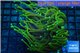 Euphyllia glabrescens gold & yellow tip 6-9 cm WYSIWYG acclimaté