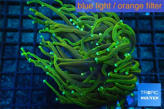 Euphyllia glabrescens gold & yellow tip 6-9 cm WYSIWYG acclimaté