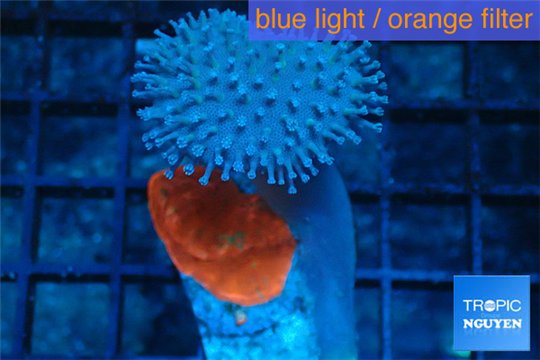 Echinophyllia red + Sarcophyton baby 3-4 cm WYSIWYG acclimaté