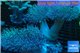 Sarcophyton triple body 10-16 cm WYSIWYG acclimaté