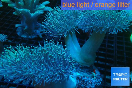 Sarcophyton triple body 10-16 cm WYSIWYG acclimaté