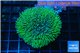 Sarcophyton freen polyps 4-7 cm WYSIWYG acclimaté