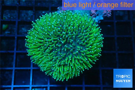 Sarcophyton freen polyps 4-7 cm WYSIWYG acclimaté