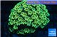 Alveopora green & orange 4-6 cm WYSIWYG acclimaté