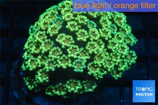 Alveopora green & orange 4-6 cm WYSIWYG acclimaté