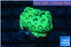 Favia neon green Australia 2-3 cm WYSIWYG acclimaté