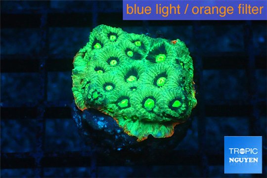 Favia neon green Australia 2-3 cm WYSIWYG acclimaté
