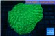 Platygyra neon green 8-13 cm WYSIWYG acclimaté