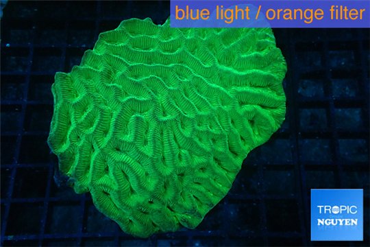 Platygyra neon green 8-13 cm WYSIWYG acclimaté