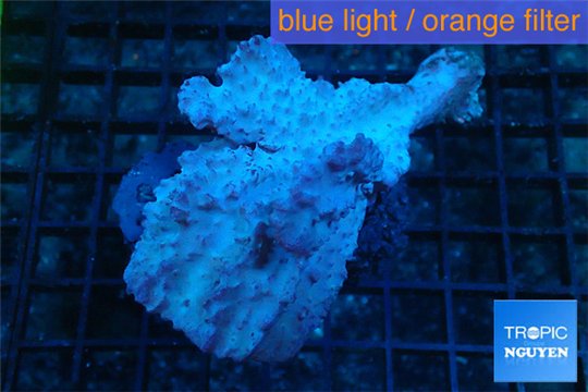 Orange sponge 8-12 cm WYSIWYG acclimaté