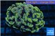 Euphyllia paraancora orange golden 4-7 cm WYSIWYG acclimaté