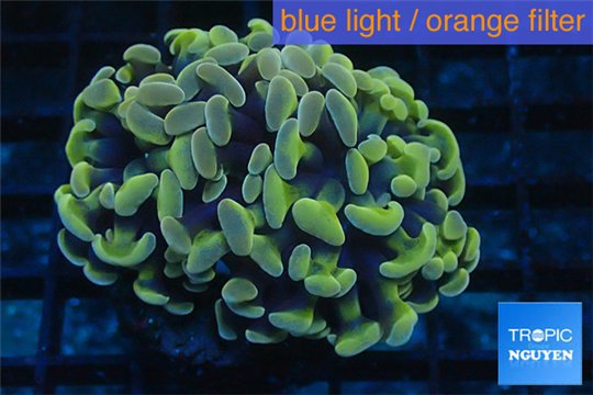Euphyllia paraancora orange golden 4-7 cm WYSIWYG acclimaté