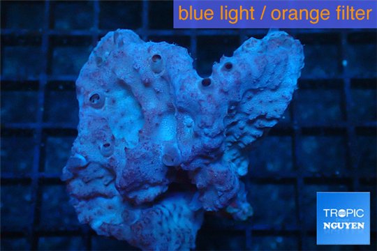 Orange sponge 7-10 cm WYSIWYG acclimaté