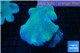 Sarcophyton long polyps 8-14 cm WYSIWYG acclimaté