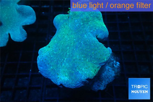 Sarcophyton long polyps 8-14 cm WYSIWYG acclimaté