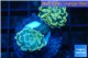 Euphyllia paraancora golden green 2 polyps WYSIWYG acclimaté