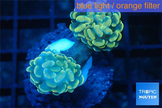 Euphyllia paraancora golden green 2 polyps WYSIWYG acclimaté