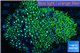 Pachyclavularia neon green 8-12 cm WYSIWYG acclimaté
