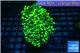 Euphyllia paraancora toxic green 4-7 cm WYSIWYG acclimaté