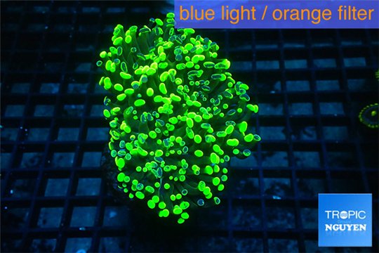 Euphyllia paraancora toxic green 4-7 cm WYSIWYG acclimaté