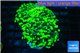 Euphyllia paraancora toxic green 5-8 cm WYSIWYG acclimaté