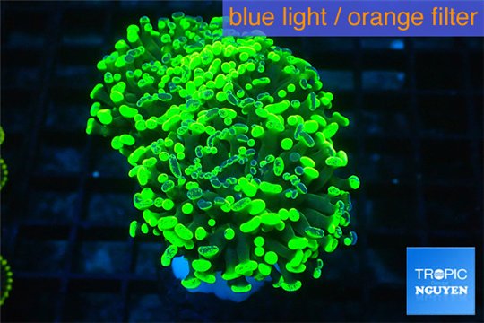 Euphyllia paraancora toxic green 5-8 cm WYSIWYG acclimaté