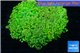 Euphyllia paradisa green & orange premium 5-9 cm WYSIWYG acclimaté