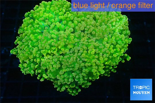 Euphyllia paradisa green & orange premium 5-9 cm WYSIWYG acclimaté