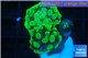 Euphyllia paraancora green 2 polyps WYSIWYG acclimaté