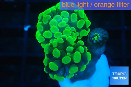 Euphyllia paraancora green 2 polyps WYSIWYG acclimaté