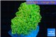 Euphyllia paradisa green & orange premium 4-8 cm WYSIWYG acclimaté