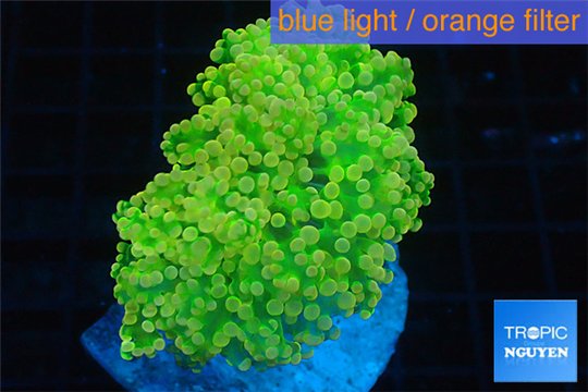 Euphyllia paradisa green & orange premium 4-8 cm WYSIWYG acclimaté