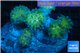 Euphyllia paraancora gold green 8-12 cm WYSIWYG acclimaté