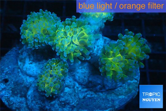 Euphyllia paraancora gold green 8-12 cm WYSIWYG acclimaté