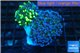 Euphyllia paraancora toxic green double face 5-9 cm WYSIWYG acclimaté