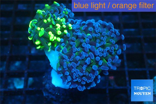 Euphyllia paraancora toxic green double face 5-9 cm WYSIWYG acclimaté