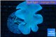 Sarcophyton long polyps 7-11 cm WYSIWYG acclimaté
