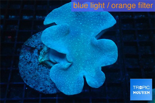 Sarcophyton long polyps 7-11 cm WYSIWYG acclimaté