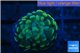 Euphyllia paraancora golden 1 polyp WYSIWYG acclimaté