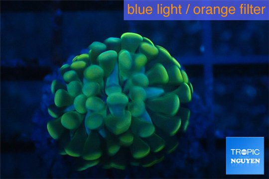 Euphyllia paraancora golden 1 polyp WYSIWYG acclimaté