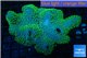 Sarcophyton green polyps 10-15 cm WYSIWYG acclimaté