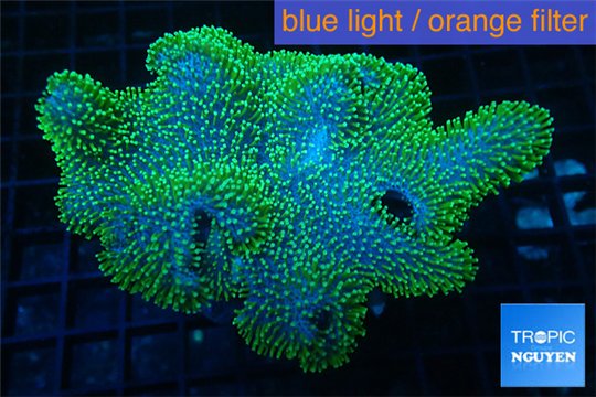 Sarcophyton green polyps 10-15 cm WYSIWYG acclimaté